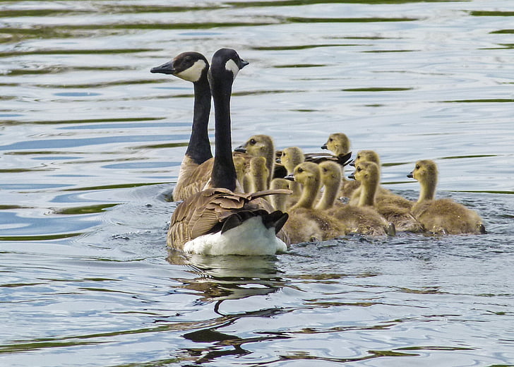 Canada goose, kuikens, jonge ganzen, natuur, dieren in het wild, Gosling, baby
