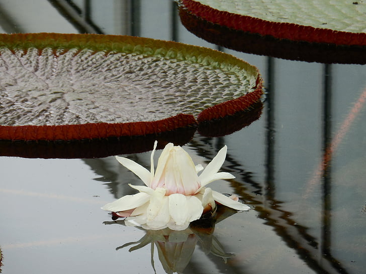 water lily, reflection, leaves, white, aquatic, bloom, flower