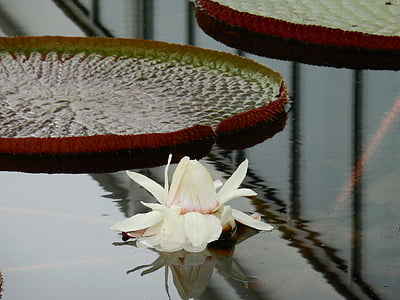 water lily, phản ánh, lá, trắng, thủy sản, nở hoa, Hoa