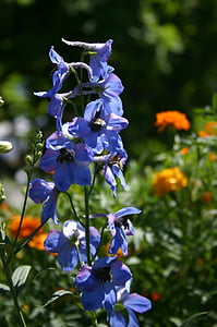 Violeta, lapsa cimdu, puķe, Orang, vasaras, Utah, ārpus