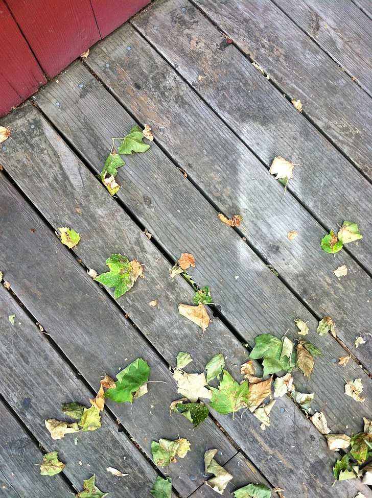 leaves, santa cruz, fall, season, wood, deck