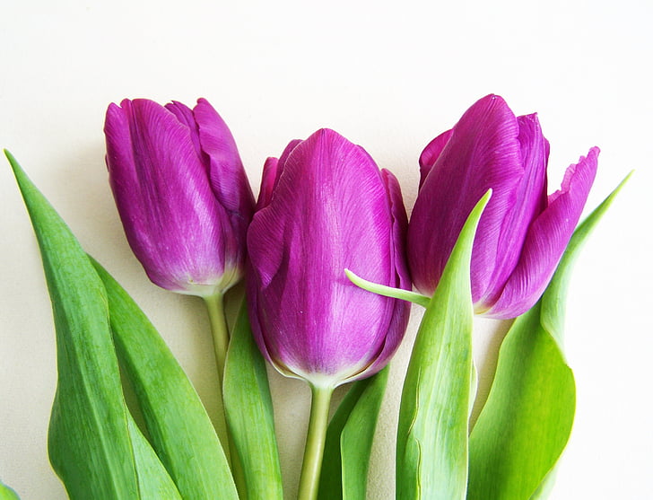 purple tulips, spring flower, plant, freshness, purple, vegetable, green color