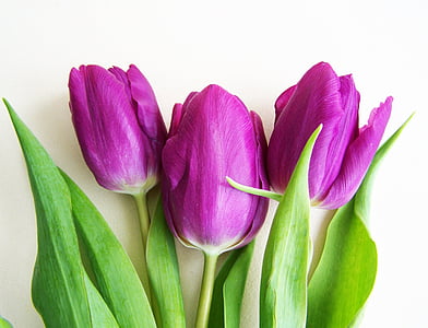 lilla tulipaner, forårsblomst, plante, friskhed, lilla, vegetabilsk, grøn farve