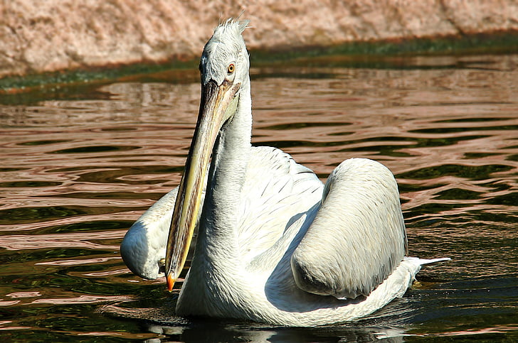 pelikan, water bird, zoo, birds, animal, bill, plumage