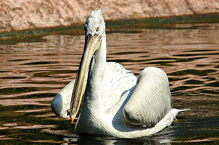 Pelikan, pájaro del agua, Parque zoológico, aves, animal, proyecto de ley, plumaje