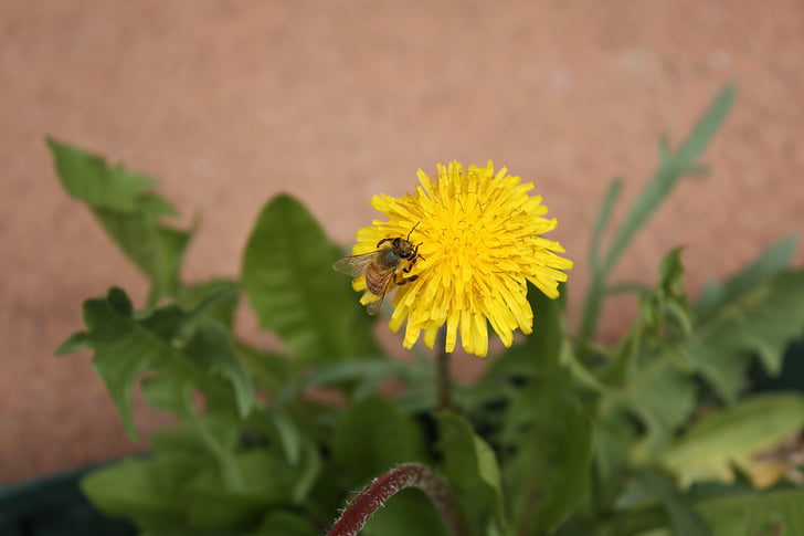 Pszczoła, kwiat, mniszek lekarski, zapylanie, Kwitnienie, pojedynczy, jeden
