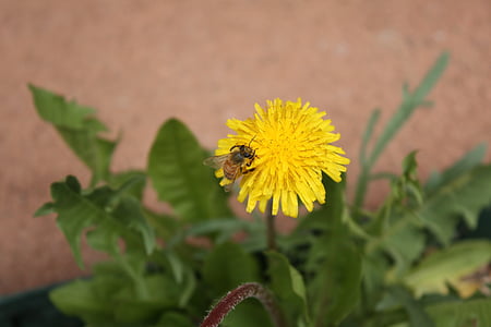 bee, flower, dandelion, pollination, blooming, single, one