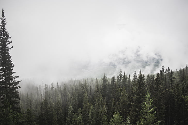 wolken, conifer, Dawn, dichte, Evergreen, Val, mist