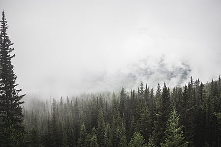 chmury, drzewo iglaste, świt, gęste, Evergreen, upadek, mgła