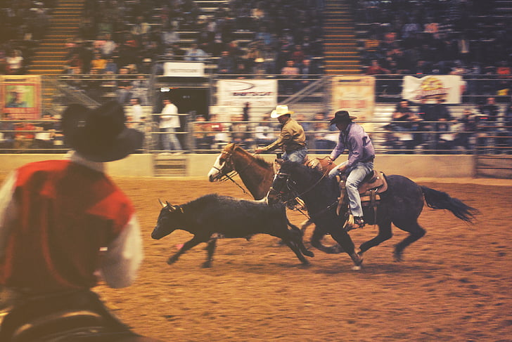 dos, Cowboys, montar a caballo, caballo, captura de, Toro, Rodeo