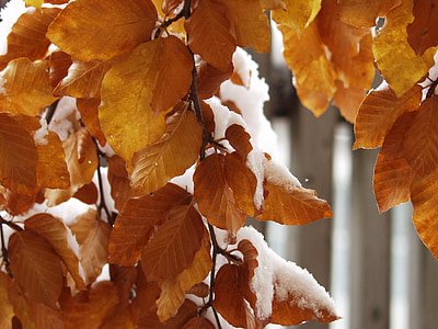 lišće, šarene, snježne, studen, snijeg, Zimski udar