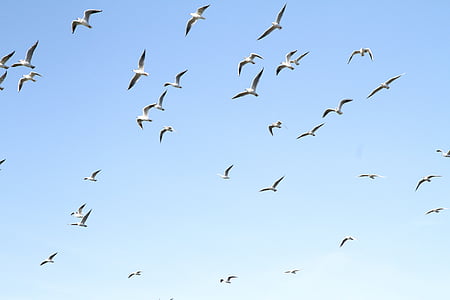 Seagull, burung, biru, langit, hewan, alam, satwa liar