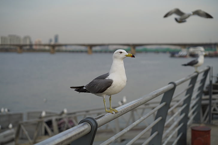 han river, seagull, picnic, outing, seoul, birds