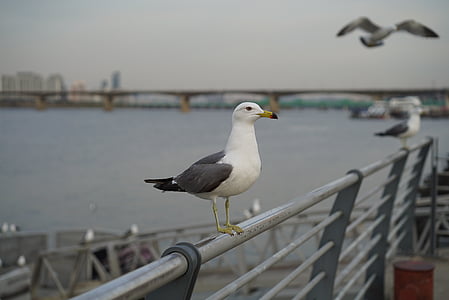 Han upė, žuvėdra, Piknikas, gegužinė, Seulas, paukščiai