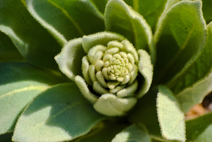 succulentes, Fibonacci, plante, vert