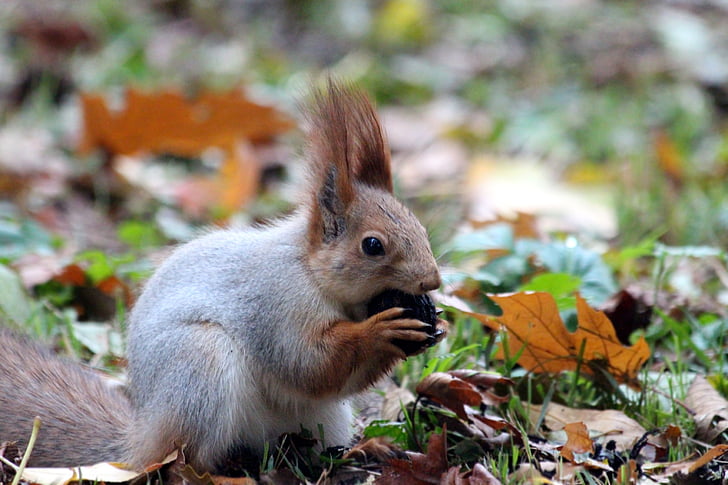 Red veveriţă, nibbles, veveriţă, nuc, animale, natura, distractiv