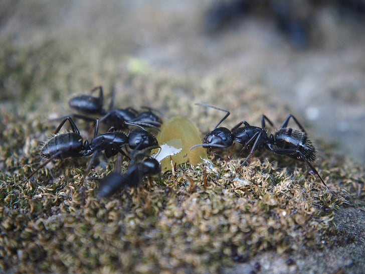 formigas, natureza, inseto, segmento, formiga, close-up, animal
