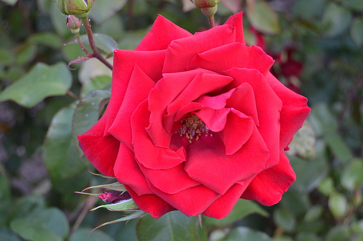 růže, Příroda, závod, květ, květ, Bloom, růže květ