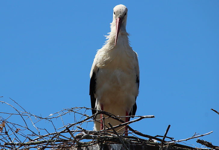 storks, white stork, mountain husen, stork village, bird, animals, bill