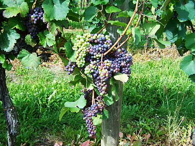 szőlő, gyümölcs, fürt termés