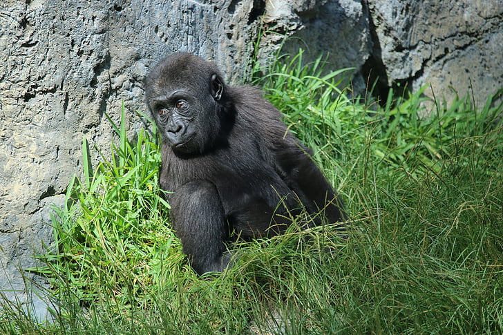 Denny, goril·la, nadó, zoològic de San diego, vida silvestre, animal, primats
