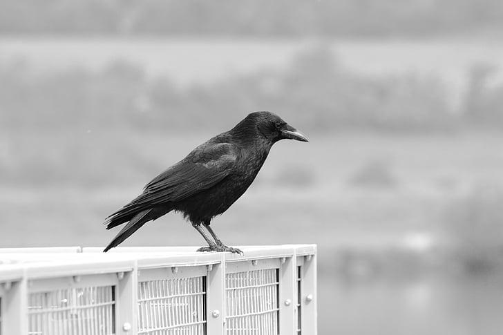 Free photo: animal, beak, bird, black-and-white, crow, talons | Hippopx