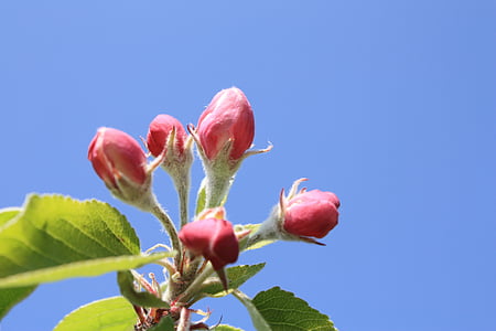 flor de maçã, árvore de maçã, flor, flor, -de-rosa, árvore, filial