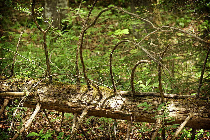 log, tree, old, nature, wood, moss, dead plant