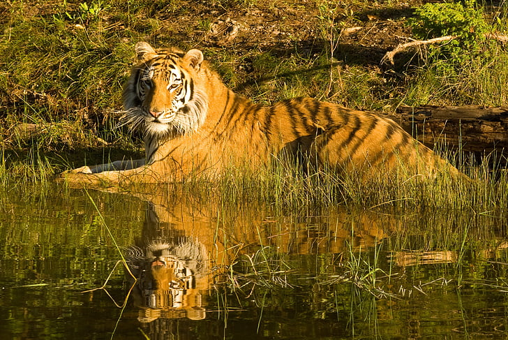 Tiger, Siperian tiger, Tiger heijastus, vedessä, nisäkäs, lihansyöjä, oranssi