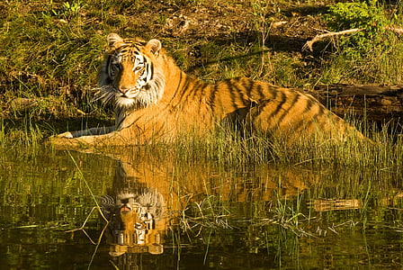 Tigre, Tigre siberiano, reflexão do tigre, na água, mamífero, carnívoro, laranja