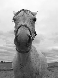 konj, portret, crno i bijelo, glava, gubica, nos