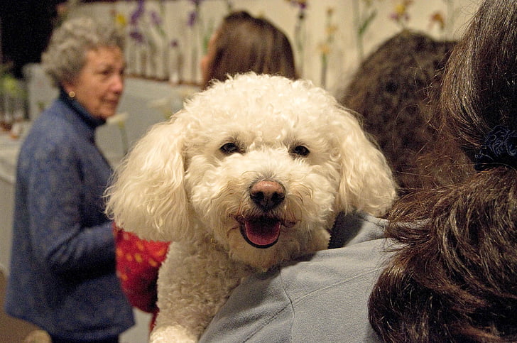 poodle, dog, white, holding, woman
