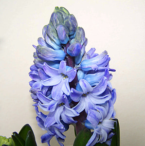 Hyacint, Blauwe bloem, voorjaar bloem