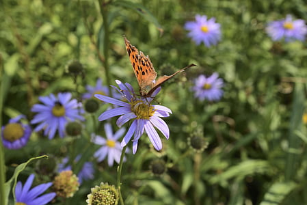 vlinder, insecten, bloemen, affix, macro, zomer, Flora