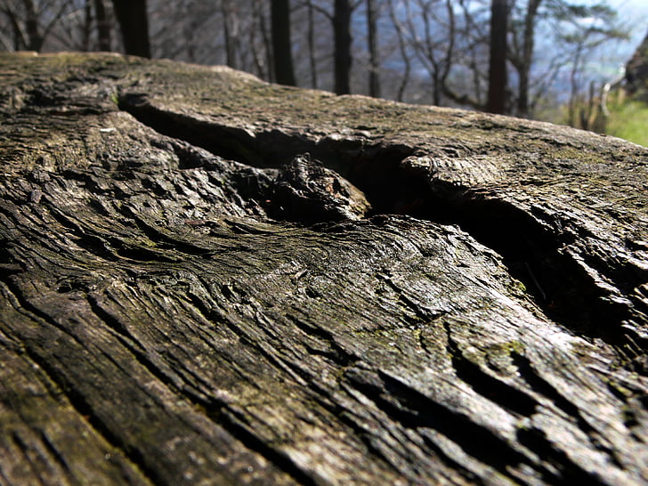 log, lying, oak, weathered, forest, nature, waldsterben