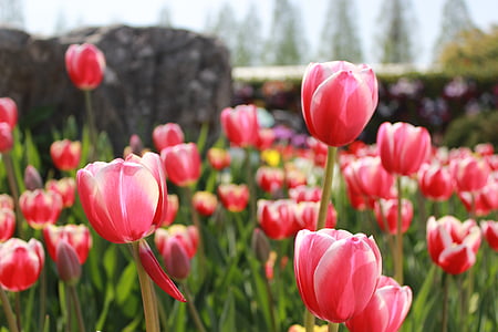 꽃, 핑크, 핑크 꽃, 봄, 식물, 자연, 밝은