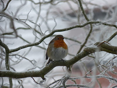 Robin, oiseau, nature, froide, hiver, gel, neige