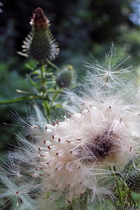 thistle, seeds, slightly, nature, faded, cactus, plant