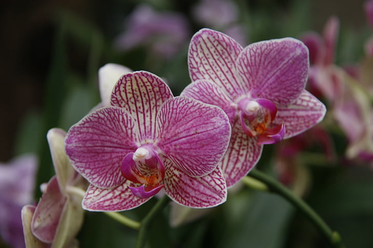 orhideja, phalaenopsis, vrt