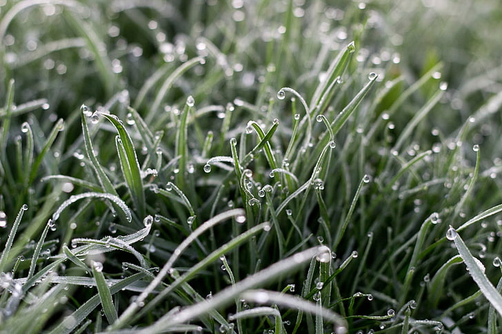 dew, grass, dewdrop, zen, dawn, morning, serene