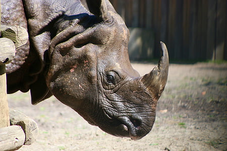 Rinoceronte, defesa, África, Planckendael, jardim zoológico, retrato animal, animal