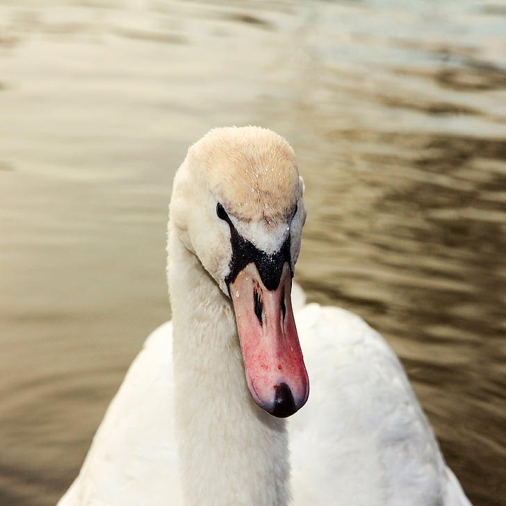 Swan, fågel, vatten, näbb, dammen