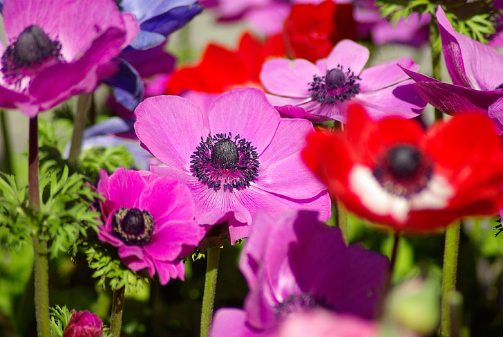 anemoner, blomster, forår, blomstrende, haven