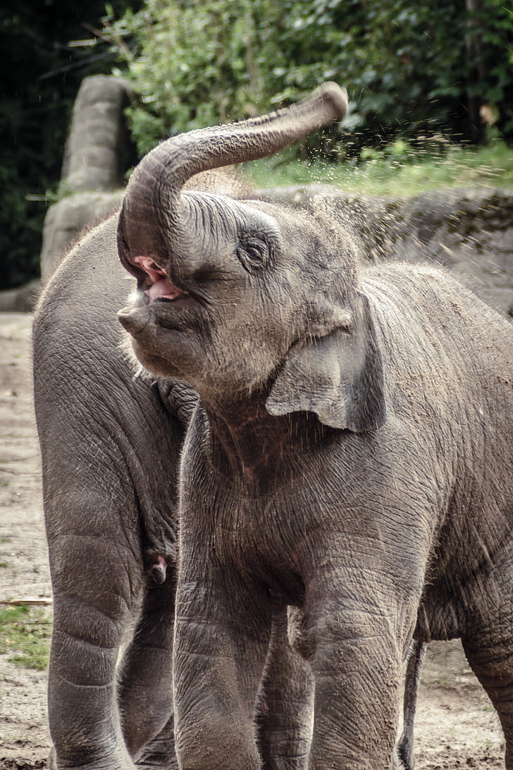 con voi, động vật, màu xám, con voi Ấn Độ, sở thú, con voi con, bộ có vòi
