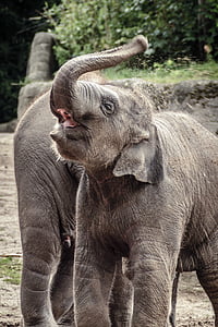 elefant, animal, gris, elefant indi, zoològic, elefant, proboscidi