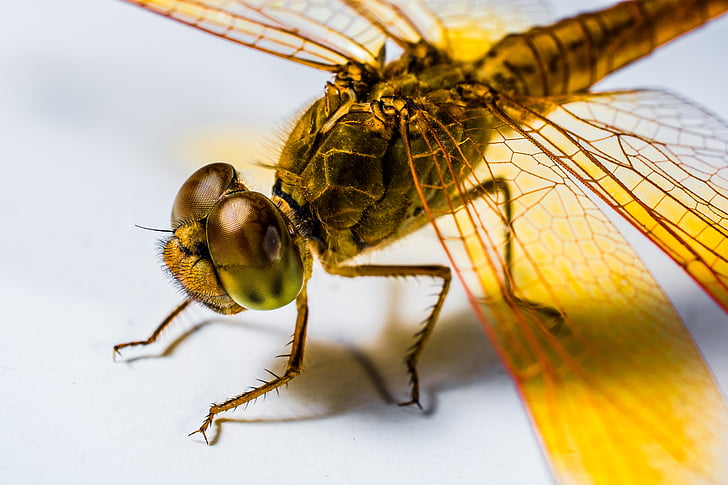 Dragonfly, hyönteinen, keltainen, Sulje, Kitiini, siipi