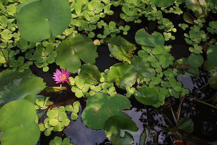 Lotus, Blossom, Bloom, pianta acquatica, Giglio di acqua, rosa, natura