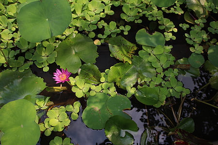 Lotus, kvet, kvet, vodné rastliny, Lekno, ružová, Príroda