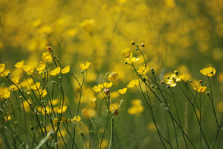 buttercup, ranunculus, meadow, yellow, wild, nature, flower