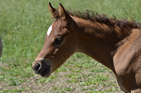 main and state stud marbach, foal, nature, thoroughbred arabian, paddock, mare herd, country stud